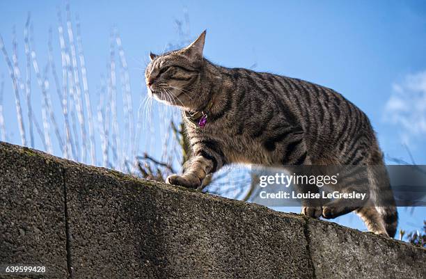 grey tabby walking on a stone wall - agile cat stock pictures, royalty-free photos & images