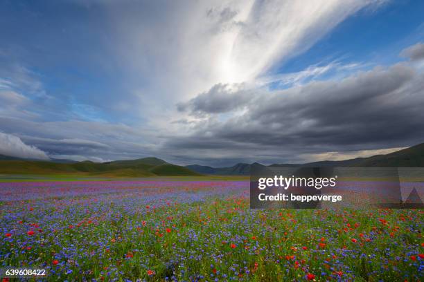 flowery fields - カステッルッチョ ストックフォトと画像