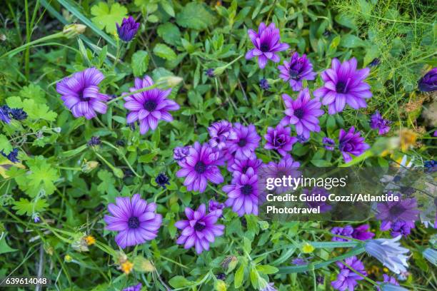 capraia village, flowers - italy purple flowers village stock pictures, royalty-free photos & images