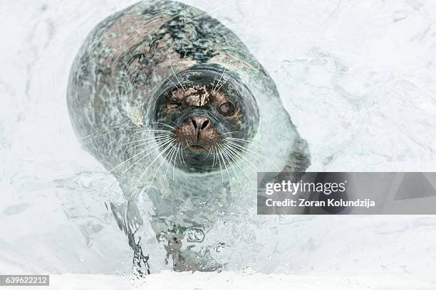 curious seal floating in shallow water around iceberg - seal animal stock pictures, royalty-free photos & images