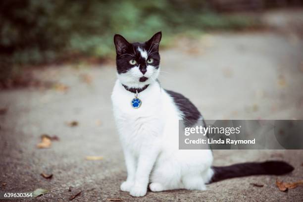 balck and white cat sitting in a alley - cat with collar stockfoto's en -beelden
