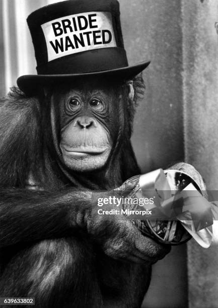 Picture from a series of humurous novelty images taken by Sunday People photographer Dennis Hutchinson. An orangutan looking for romance. 'Bride...