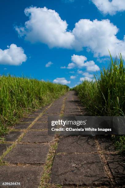 the famous campuhan ridge walk in ubud, bali, indonesia - campuhan ridge walk stock pictures, royalty-free photos & images