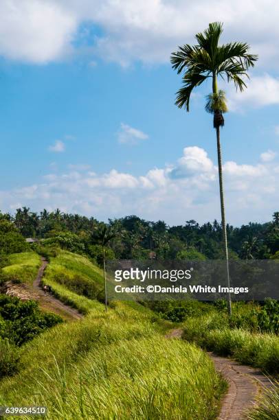 the famous campuhan ridge walk in ubud, bali, indonesia - campuhan ridge walk stockfoto's en -beelden