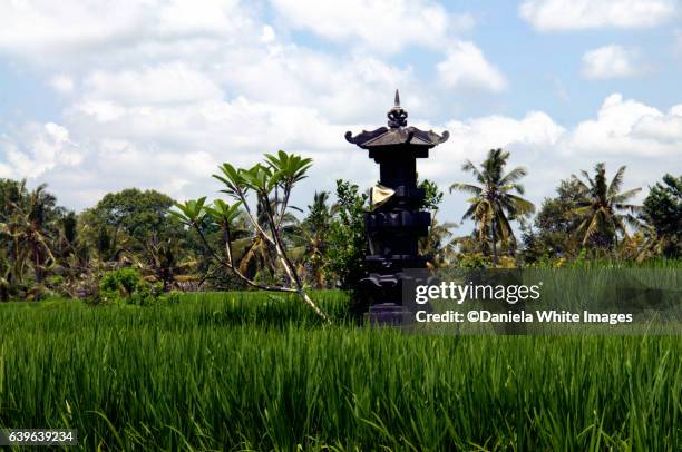 rice paddy on the famous campuhan ridge walk in ubud, bali, indonesia - campuhan ridge walk stockfoto's en -beelden