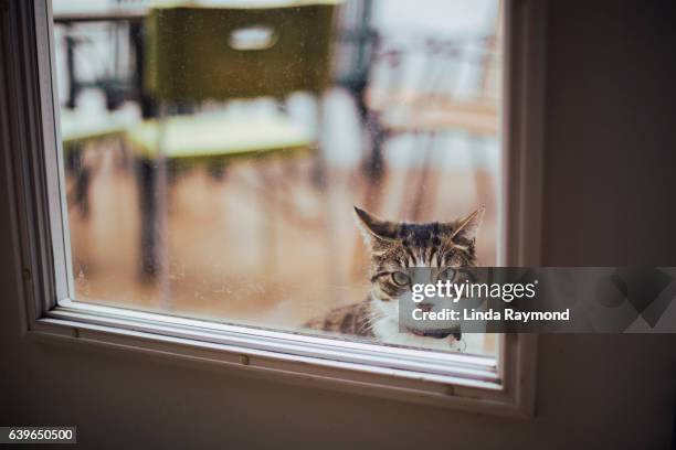 a tabby cat through a house door - impatient stock-fotos und bilder