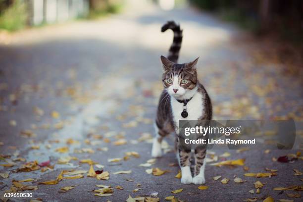 cat on alert in an alley - cat with collar stockfoto's en -beelden