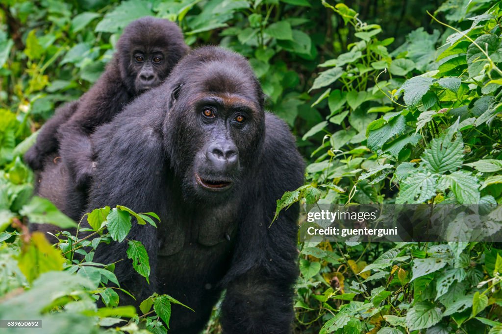 Gorila bebé montar en la parte posterior de la madre, vida silvestre toma, Congo