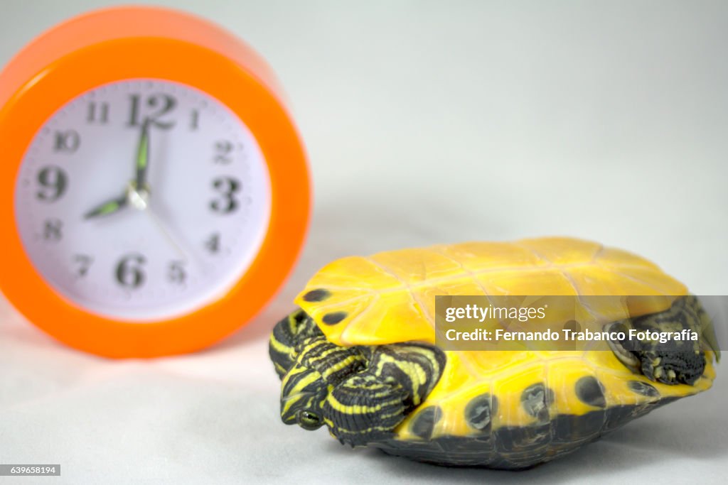Turtle upside down does not want to wake up
