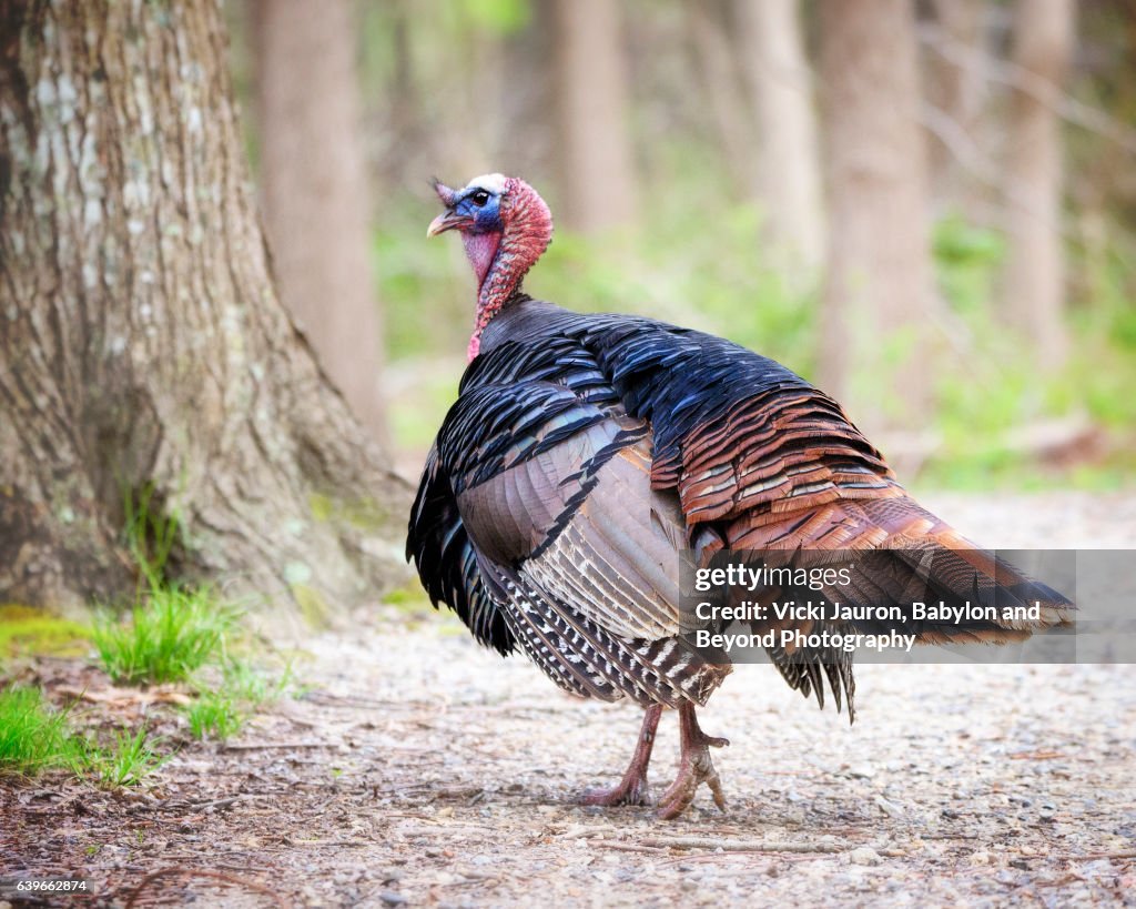 Profile of a Handsome Tom Turkey at Sag Harbor, NY