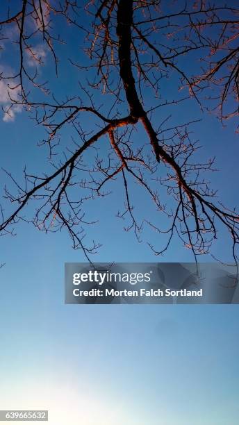 bare branches - akershus festning stock pictures, royalty-free photos & images