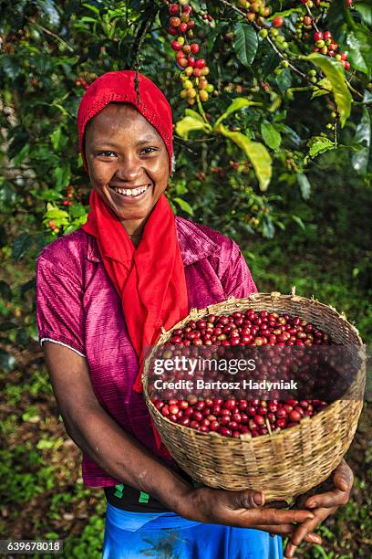 african frau hält korb voller kaffee kirschen, osten und afrika - rohe kaffeebohne stock-fotos und bilder
