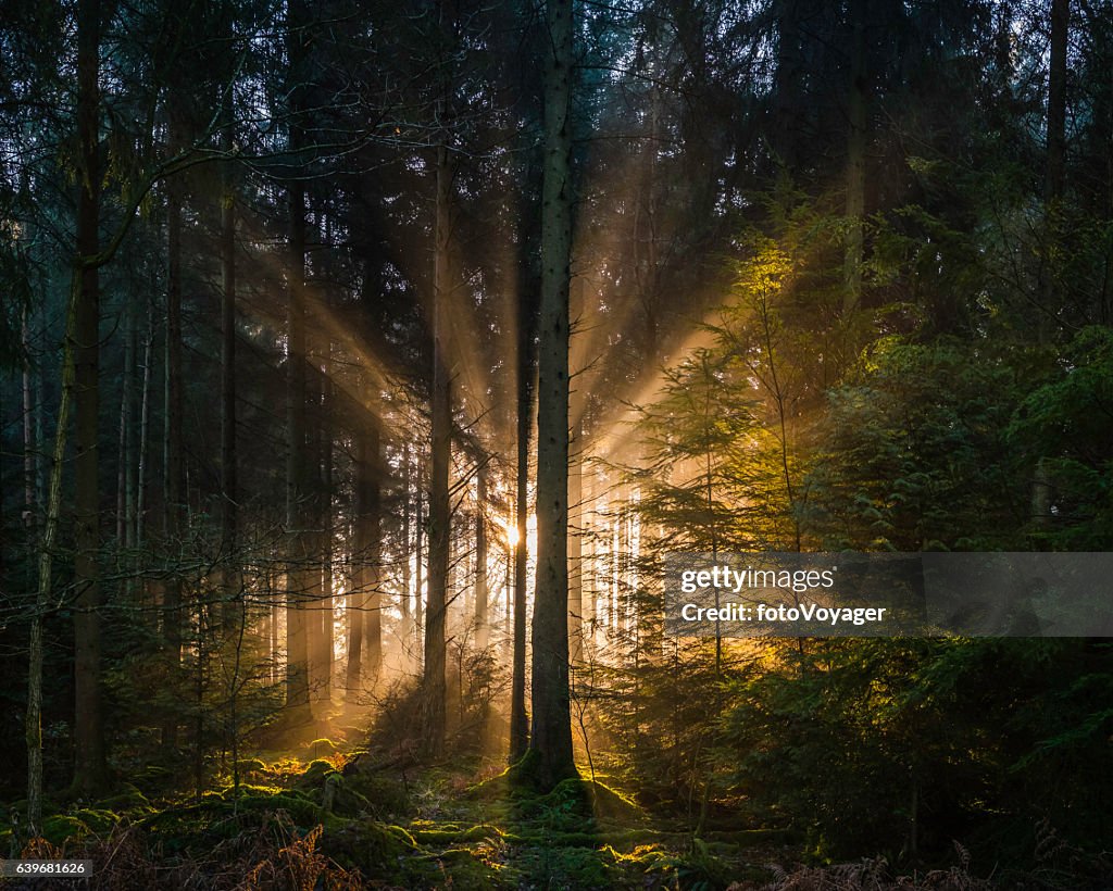 Golden rays of dawn light shining through idyllic forest glade