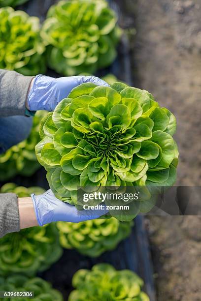 vegetais orgânicos quinta - alface cabeça de manteiga imagens e fotografias de stock