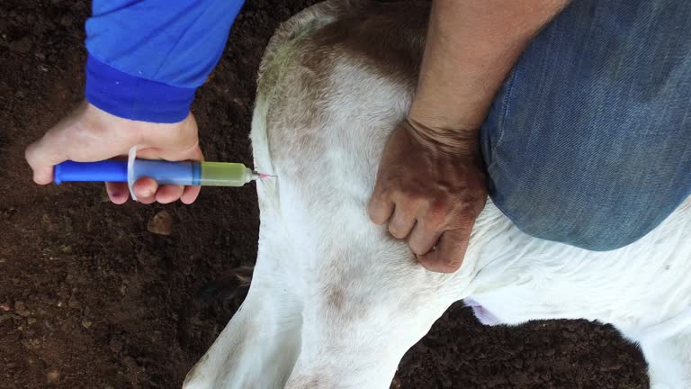 Calf Inj 10,097 Baby Calf Stock Videos, Footage, & 4K Video Clips - Getty Images