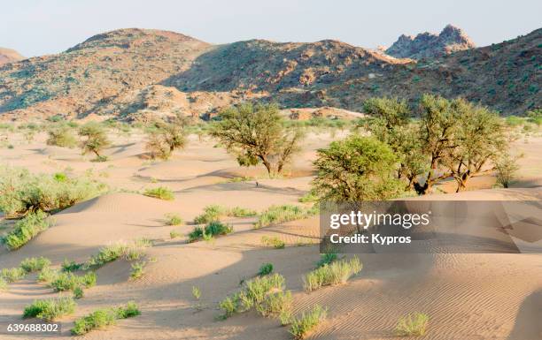 africa, south africa, view of kalahari desert landscape (year 2009) - kalahari desert 個照片及圖片檔