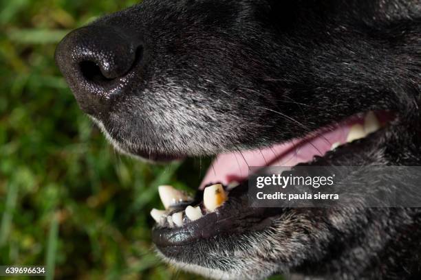 broken teeth - german shepherd teeth stock pictures, royalty-free photos & images