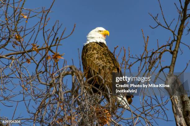 side view bald eagle - belle isle michigan stock pictures, royalty-free photos & images