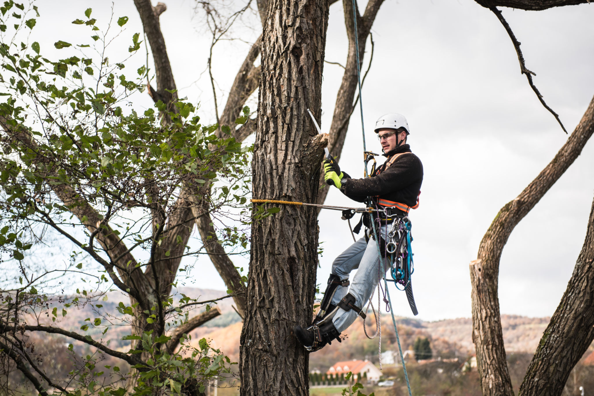 Lumberjack with saw and harness pruning a tree. Lumberjack with saw and harness pruning a tree.