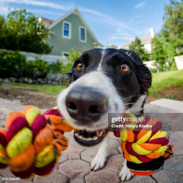 dog playing tug with rope toy - dogs tug of war stock pictures, royalty-free photos & images