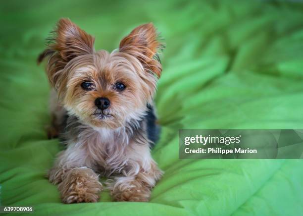 cute yorkshire terrier (yorkie) on a green bed - yorkshireterriër stockfoto's en -beelden