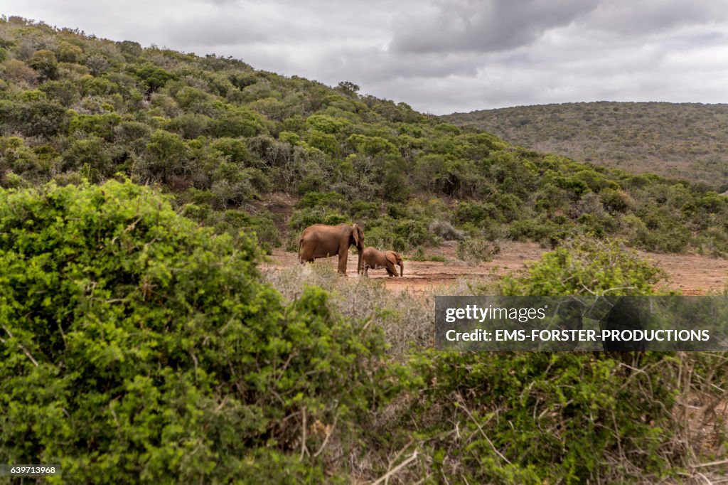 Elephant are walking in addo national park