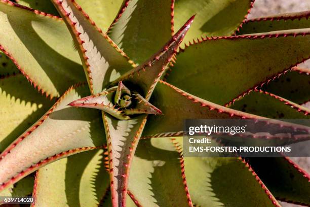 close up from aloe vera plant in south africa - jeffreys bay stock pictures, royalty-free photos & images