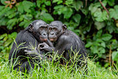 Bonobos in natural habitat