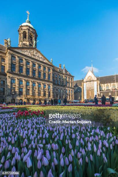 dam square royal palace and tulips - dam square stock pictures, royalty-free photos & images