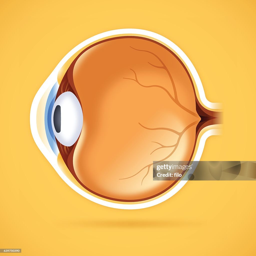 Human Eye Anatomical Structure