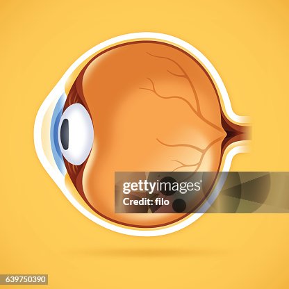 Human Eye Anatomical Structure Human Eye Anatomical Structure