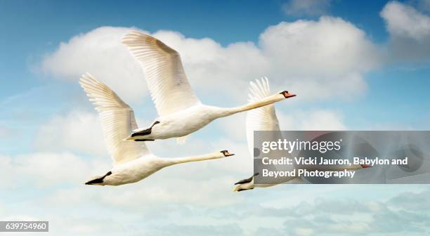 three swans in flight against blue sky with clouds - schwan stock-fotos und bilder