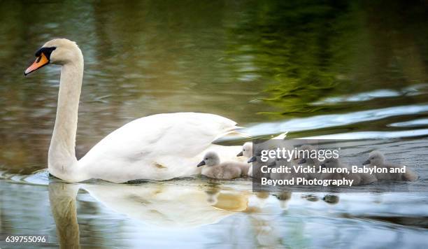 mother swan on family swim with newborn cygnets - swan stock-fotos und bilder