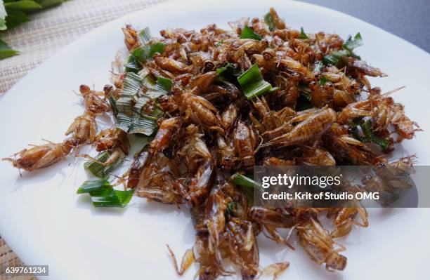 horse cricket fried with sliced lemon grass - cricket insect 個照片及圖片檔