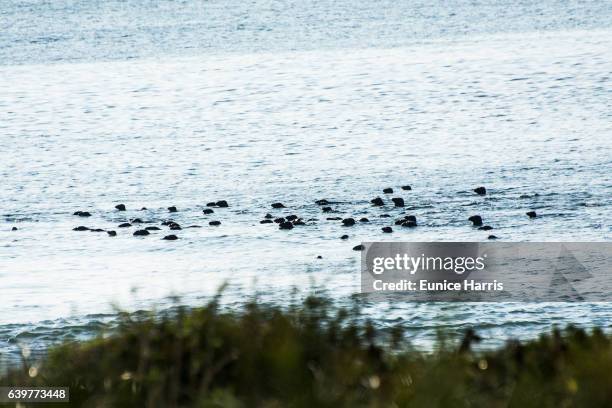 seals in water - massachusetts seal stock pictures, royalty-free photos & images