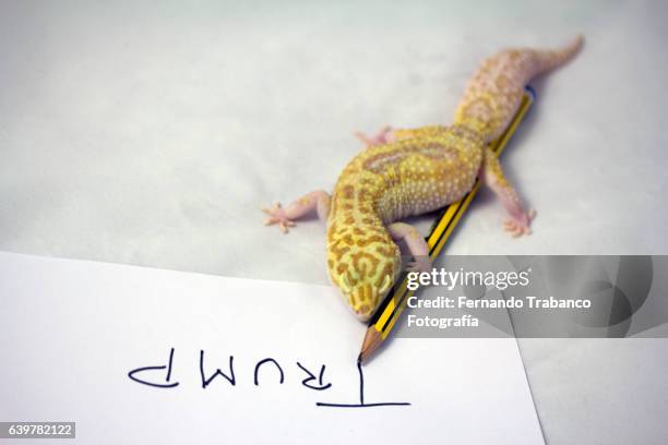 leopard gecko writes: trump - gecko leopard stockfoto's en -beelden