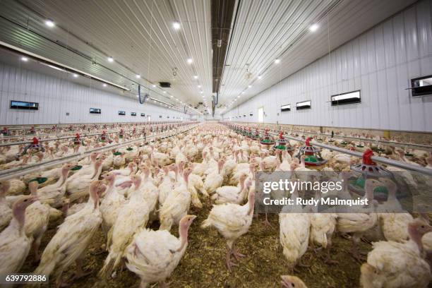 Brooder Turkey Barn 2,372 Turkey Barns Stock Photos, High-Res Pictures, and Images - Getty ...