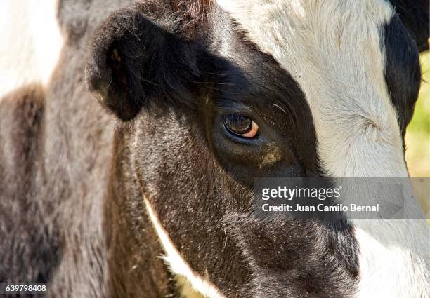 holstein cow - cow eyes stock pictures, royalty-free photos & images