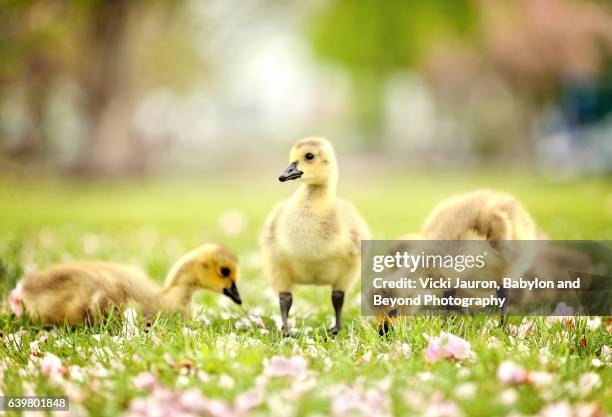 goslings in the grass with cherry blossoms (branta canadensis) - gosling stock pictures, royalty-free photos & images