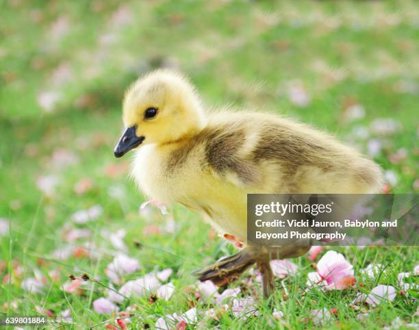 191 The Goose Steps Out Stock Photos, High-Res Pictures, and Images ...