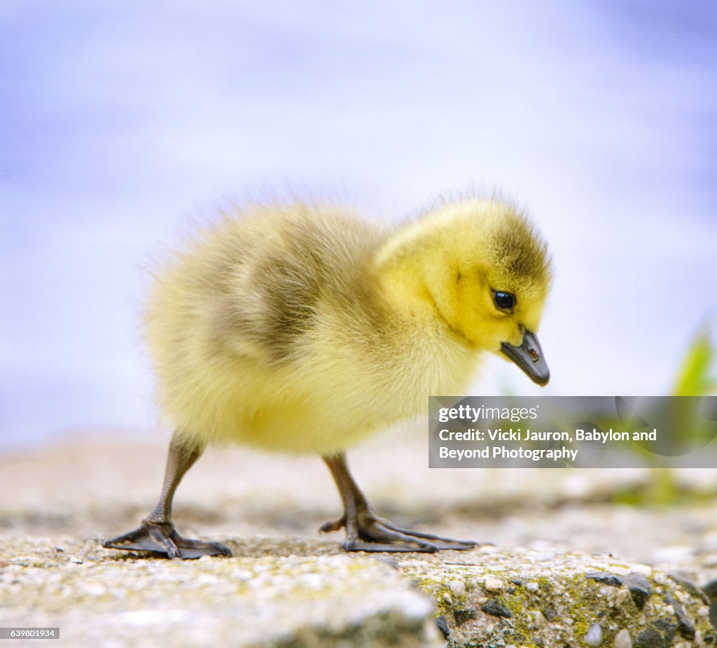 Cute Little Gosling (Branta Canadensis) Along the Water at Argyle Lake, Babylon Village