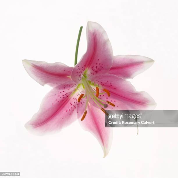 perfect pink stargazer lily with stalk on white background. - stargazer lily stock pictures, royalty-free photos & images