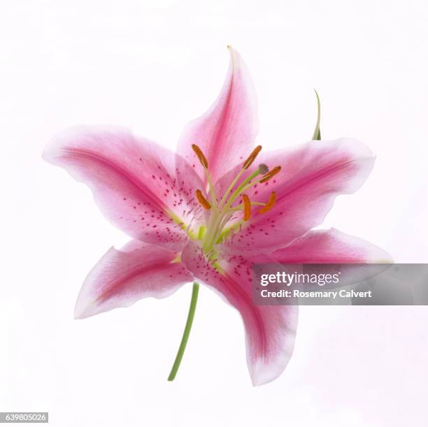 single pink stargazer lily flower on square white background. - stargazer lily stock-fotos und bilder