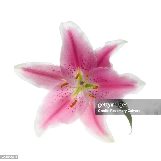 fragile, fragrant, pink stargazer lily in close-up on white background. - stargazer lily stock pictures, royalty-free photos & images