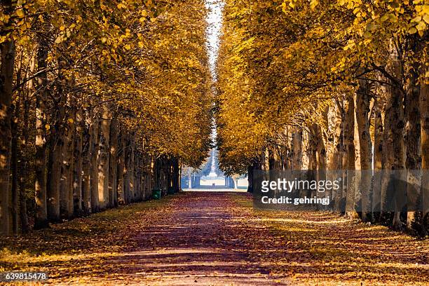 autumnal forest - hungary landscape stock pictures, royalty-free photos & images