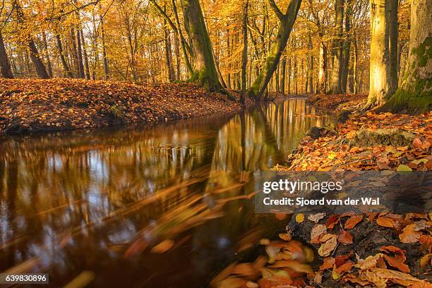 fließender waldbach an einem schönen tag im herbst - "sjoerd van der wal" stock-fotos und bilder