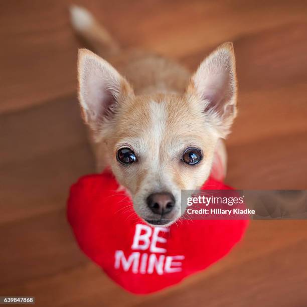 chihuahua asking "be mine" - chihuahua love stock pictures, royalty-free photos & images