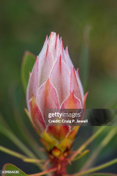 pink and yellow protea bud against a natural background - protea stock pictures, royalty-free photos & images