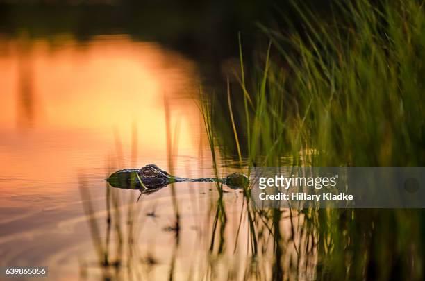 gator lurking in a lake at sunset - gainesville florida stock-fotos und bilder