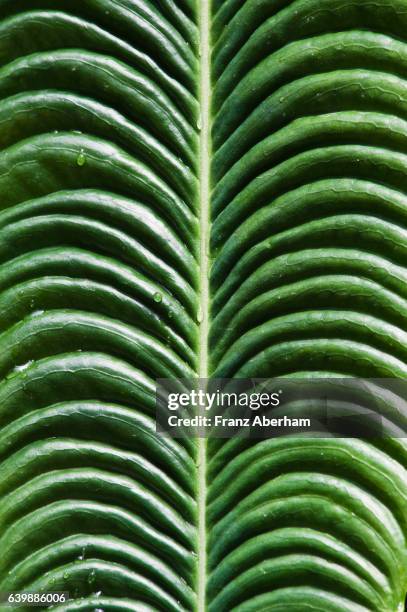 anthurium veitchii, exlusively found in the south american rain forest of colombia - veitchii stock pictures, royalty-free photos & images